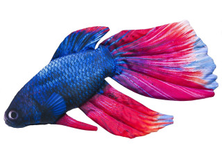 Gaby Siamese Fighting Fish / Sijamski borac